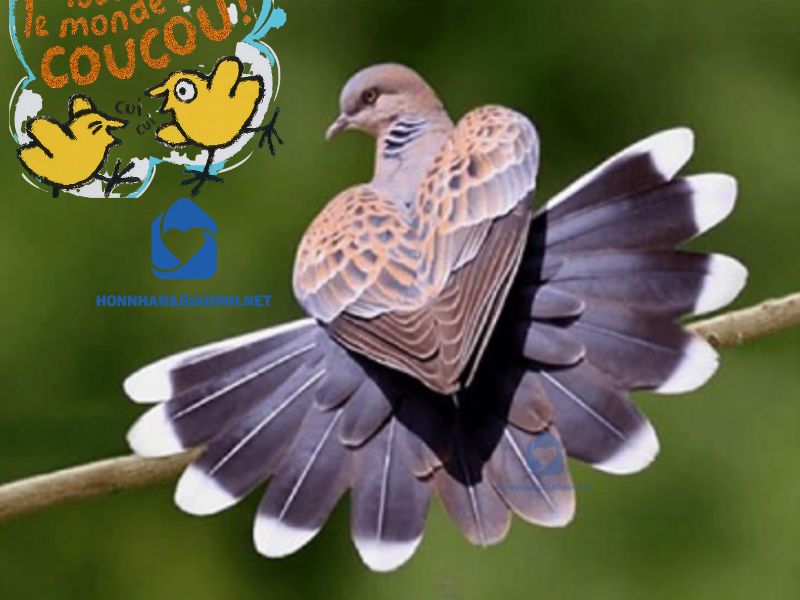 Xuất hiện lần đầu tại Việt Nam vào thời Pháp thuộc, thuật ngữ "mọc sừng" liên quan đến hình ảnh con chim coucou, con cái không biết xây tổ và thường đẻ nhờ vào tổ của chim khác