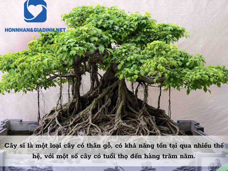 Cây si là một loại cây có thân gỗ, có khả năng tồn tại qua nhiều thế hệ, với một số cây có tuổi thọ đến hàng trăm năm.
